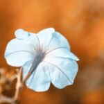 a blue flower with a blurry background