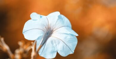 a blue flower with a blurry background