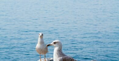 two seagulls are standing on a rock by the water