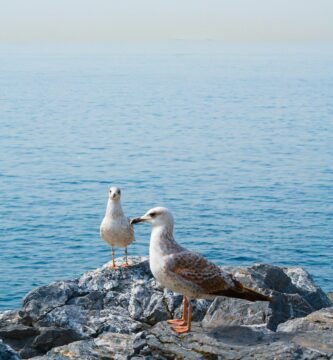 two seagulls are standing on a rock by the water